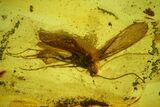 Detailed Fossil Caddisfly (Trichoptera) In Baltic Amber #173660-2